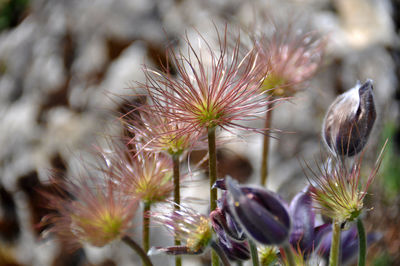 Close-up of purple flowering plant