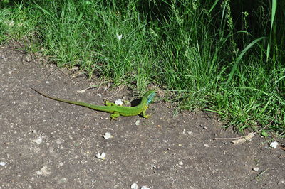 High angle view of lizard on field