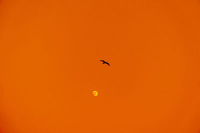 Bird flying in orange sky