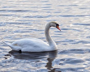 Swan swimming in lake