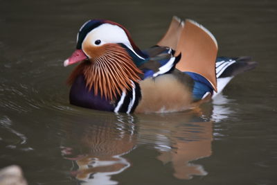Duck swimming in lake