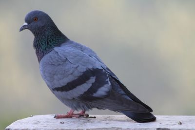 Close-up of pigeon perching on railing