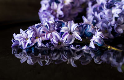 Close up of hyacinth flowering blossoms, against a black background.