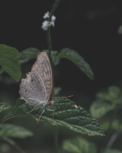 Close-up of butterfly on leaf