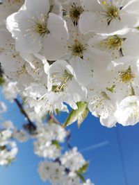 Close-up of white cherry blossoms in spring