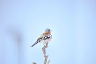 Low angle view of bird perching