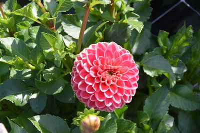 Close-up of pink flowering plant