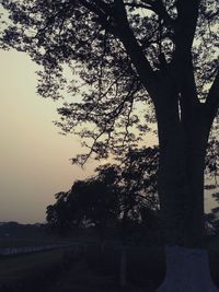 Trees against sky