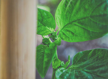 Close-up of insect on leaves