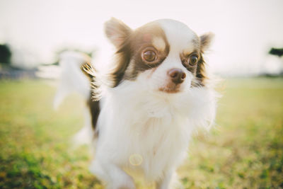 Close-up portrait of dog