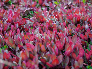 Close-up of pink flowering plants