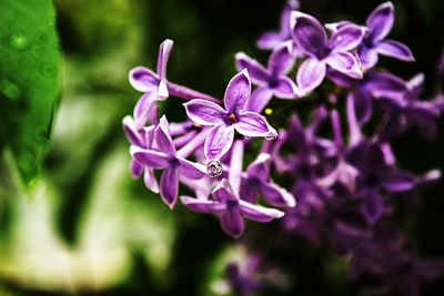 Close-up of purple flowers