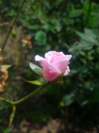 Close-up of pink rose blooming outdoors