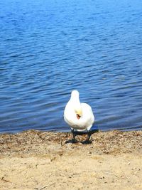 Swan on a lake