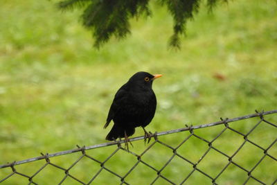 Close-up of bird perching on chainlink fence