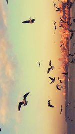 Low angle view of birds flying in sky