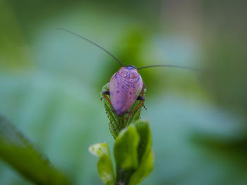 Close-up of butterfly on leaf