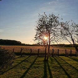 Trees on field against sky during sunset