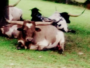 Sheep grazing on grassy field