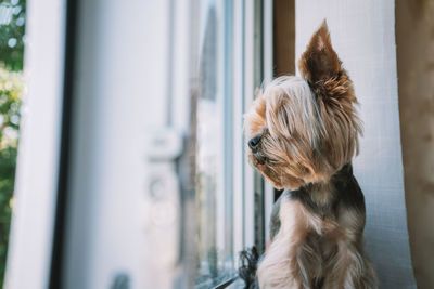 Portrait of a dog looking through window