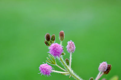 Close-up of purple flowering plant