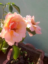 Close-up of pink flowers blooming outdoors