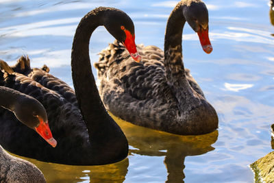 Swans swimming in lake