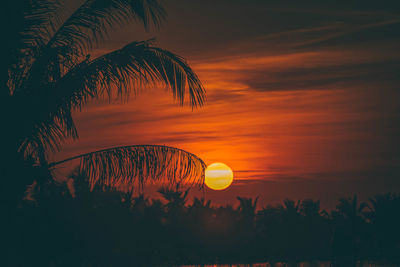 Silhouette of palm tree at sunset landscape field meadow at evening day.