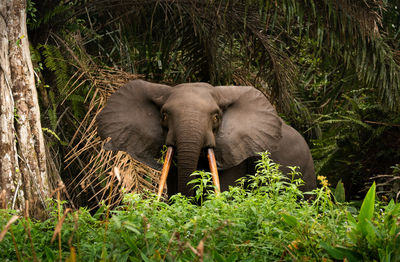 Elephant in a field