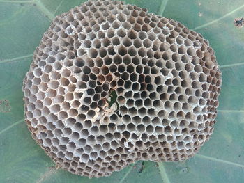 Close-up of bees