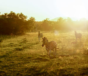 Zebras in a field