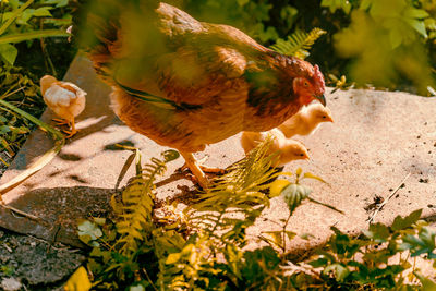 Close-up of bird perching on a plant