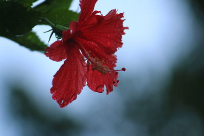 Close-up of red hibiscus on plant