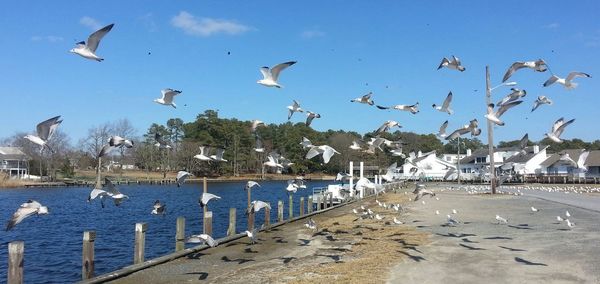 Seagulls flying over the sea