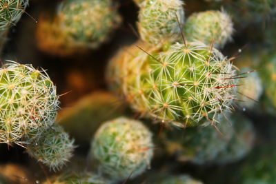 Close-up of succulent plant