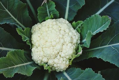 Close-up of vegetables