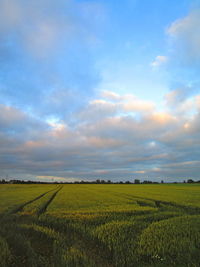 Scenic view of agricultural field against sky