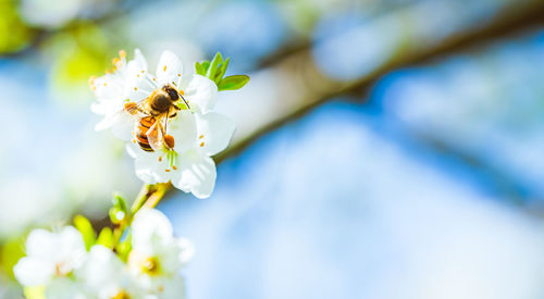 Closeup of a honey bee gathering nectar and spreading pollen on white flowers on cherry tree.