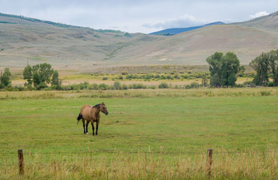 Horse standing on field