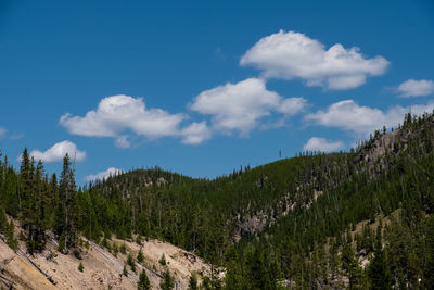 Panoramic shot of trees on land against sky