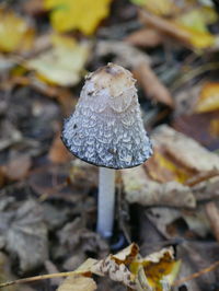 Close-up of mushroom growing on field