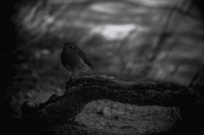 Close-up of bird perching on tree