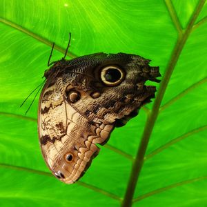 Close-up of butterfly on leaf