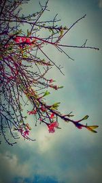 Low angle view of tree against sky