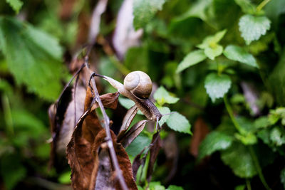 Close-up of snail on plants