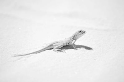 Close-up of lizard