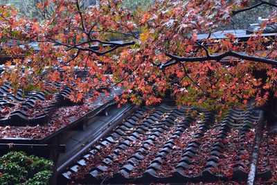 Flowers growing on tree