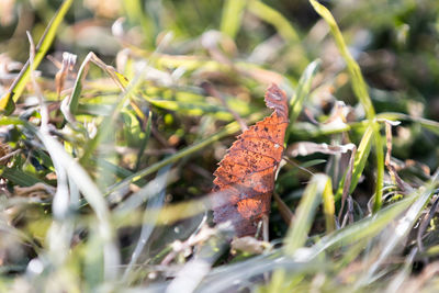 Close-up of a lizard on grass