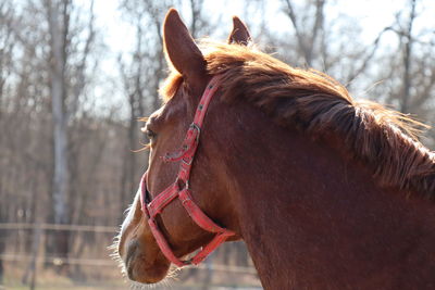 Close-up of a horse