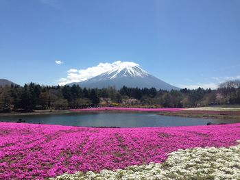 Scenic view of pink flowers by lake